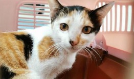 三花与猫猫爆料视频下载,精彩瞬间大盘点